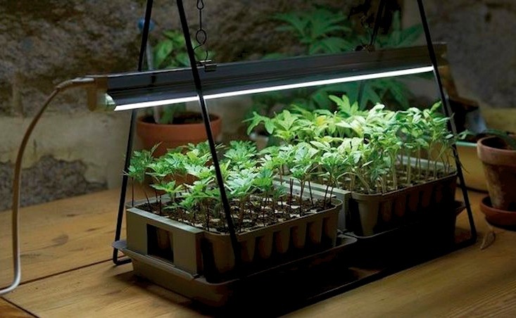 How-to-Grow-Houseplants-in-Artificial-Light